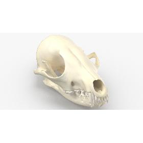 Red Fox Skull With Jaw model